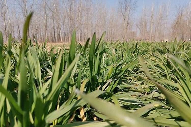 小麦扬花后几天打叶面肥好