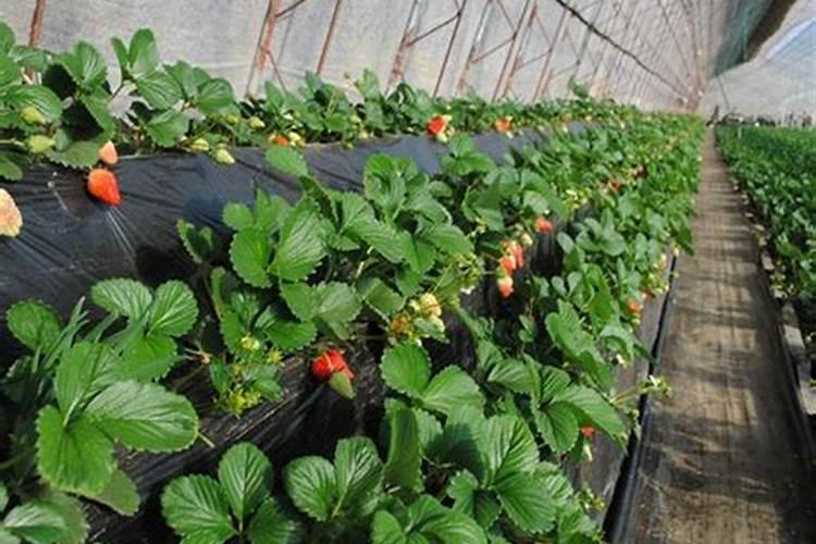 冲什么肥料防止冻伤草莓？草莓受冻后补救良方