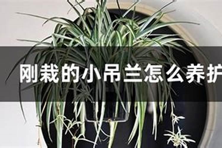 吊兰移栽多久施肥 吊兰移栽后何时需要施肥