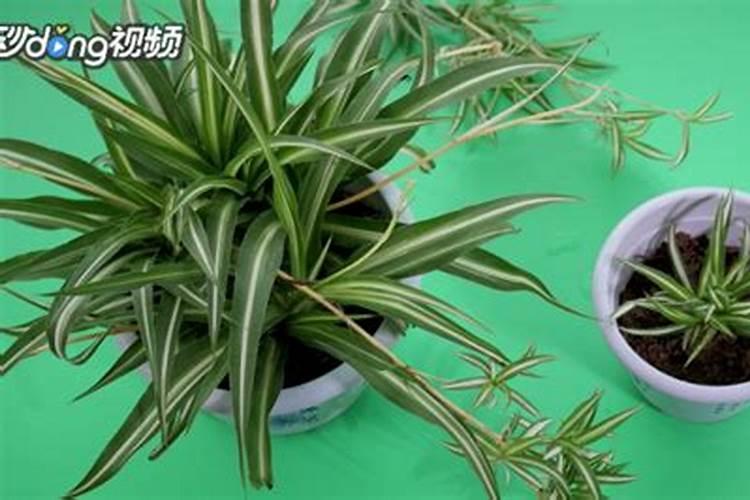 吊兰移盆多久可以施肥 吊兰更换土壤后需要多长时间进行施肥？