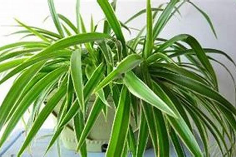 吊兰种下多久施肥