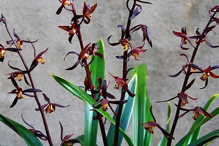 企黑爪兰花怎么养？