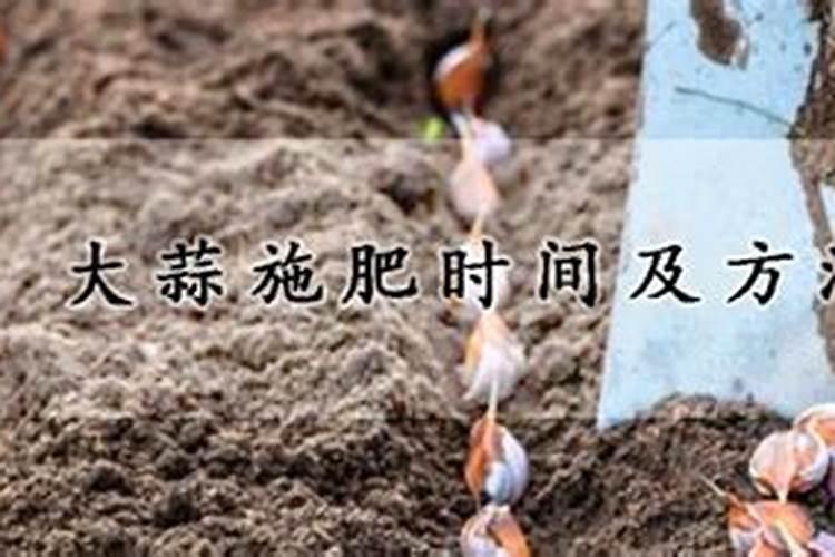 大蒜施肥时间及方法