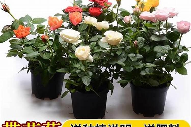 花生后期喷什么叶面肥最好