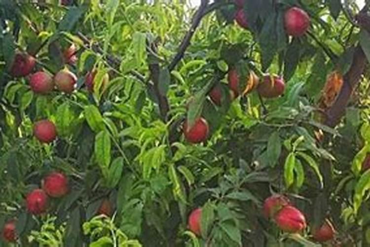 种植高产油桃的施肥技术