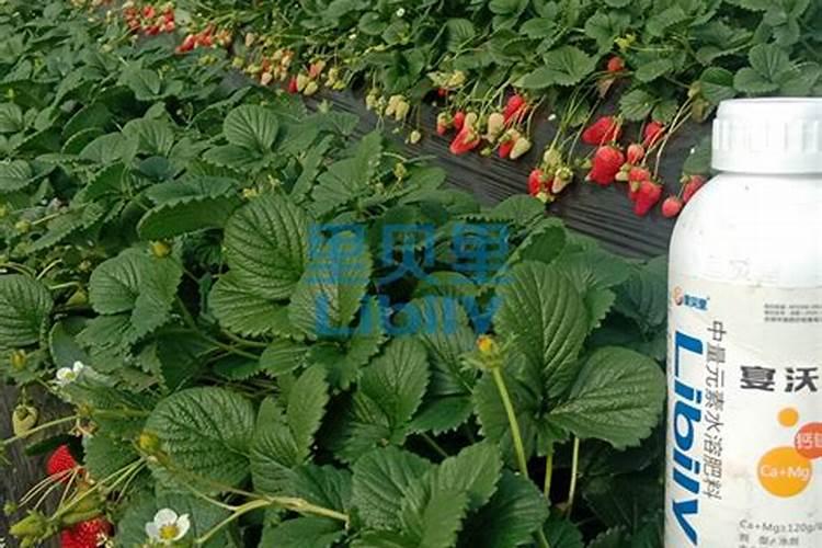 水溶肥品牌哪些好？