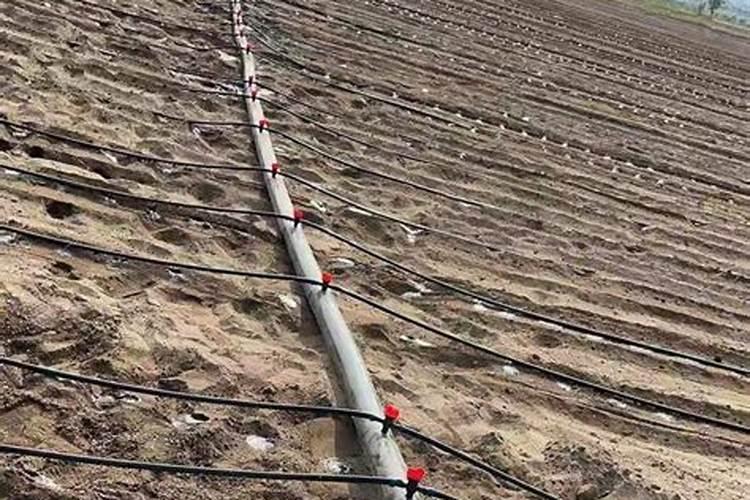 红薯施复合肥放地面还是土里