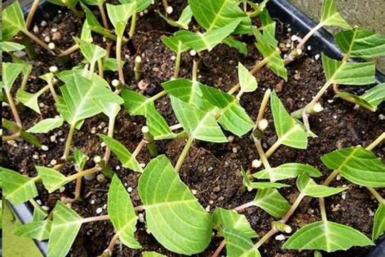 绣球扦插多久生根发芽 扦插生根最快方法