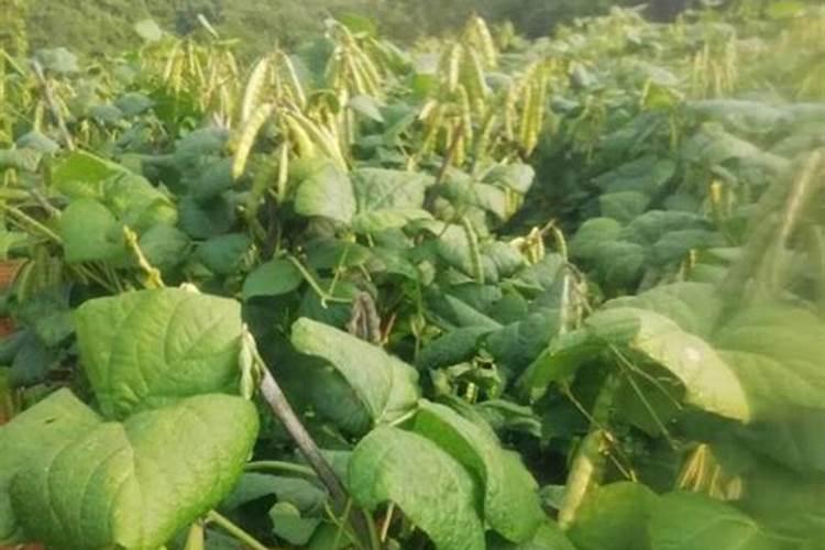 凉薯需要什么肥料 追肥技术有哪些