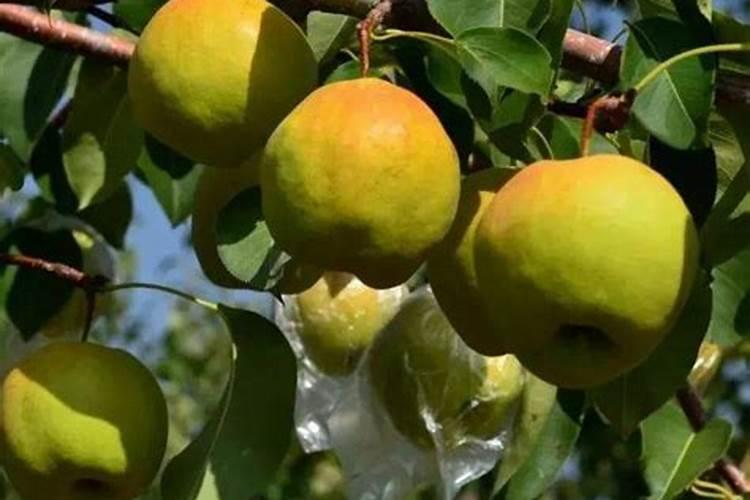 梨树什么时候施肥料最好