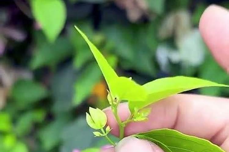 三角梅看到花苞后的施肥方法