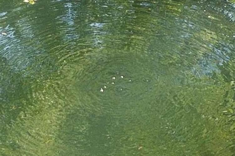 幸福树浇什么水长的旺盛