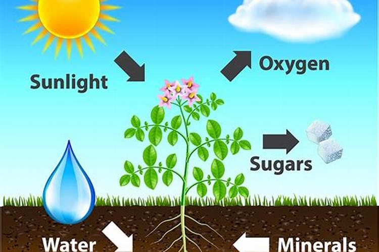 平安树浇什么水好