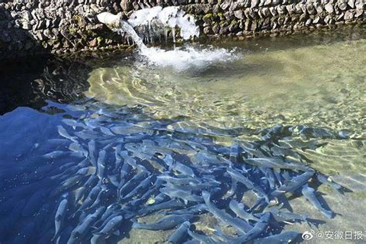 天竺葵浇什么水好