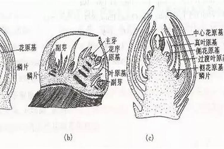 苹果树什么时候补钾