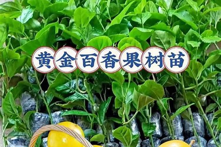 百香果正确施肥方法