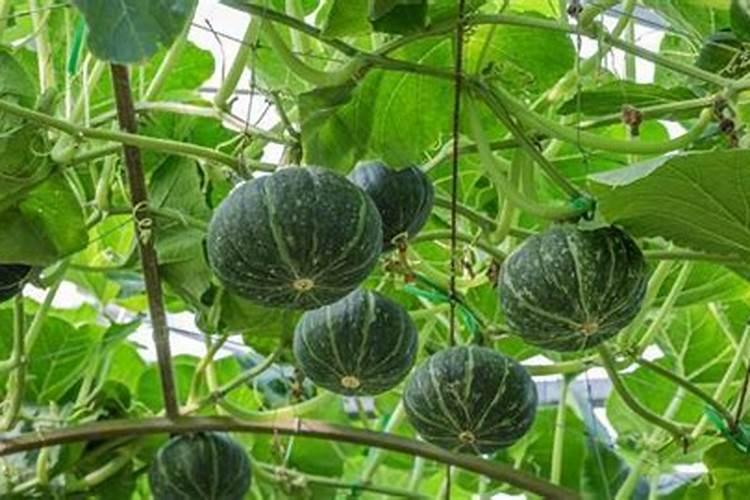 种植南瓜需要的氮磷钾肥比例