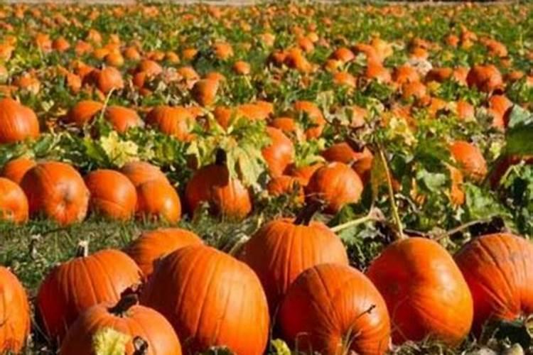 请问一下南瓜怎么施肥？