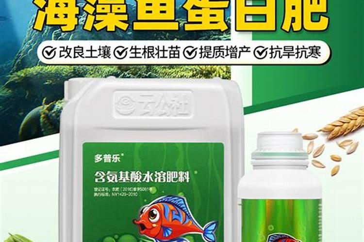 鱼蛋白水溶肥现在怎么用