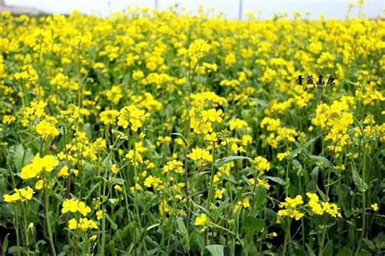 播种油菜籽以后什么时间施肥