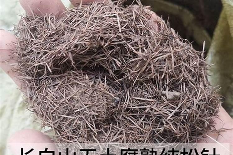 养多肉植物的营养土用来养君子兰行吗