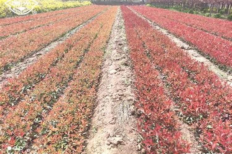 碳酸氢铵能否随水冲施