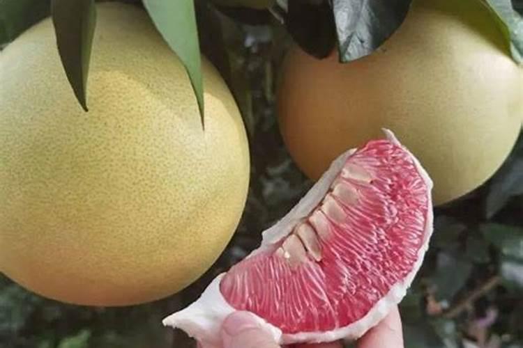 柚子施什么肥最甜