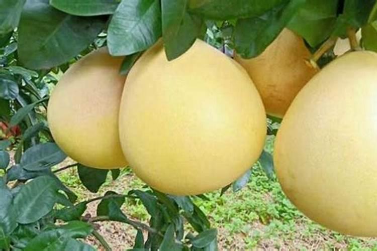 蜜柚产生肥害怎么办,蜜柚正确施肥方法