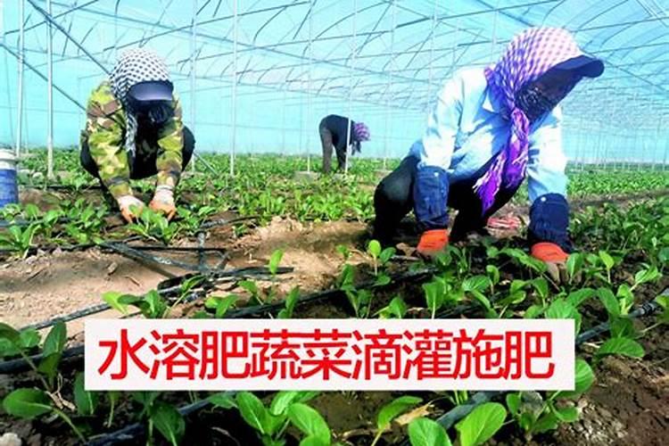 化肥水可以浇花吗