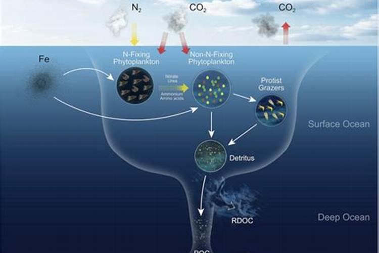 谁给我仔细介绍下“紫云英”这植物？