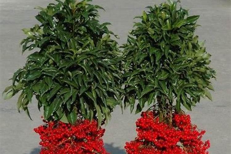 富贵子开花要怎么打理,4个步骤打理结出更多果实