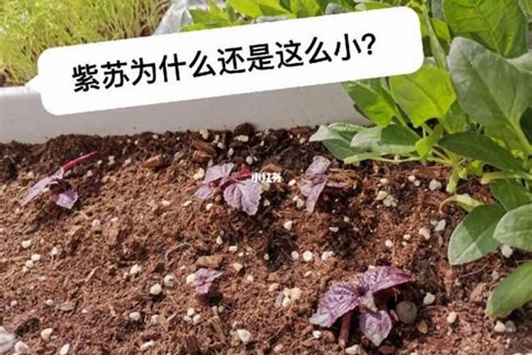 紫苏施肥用什么肥料