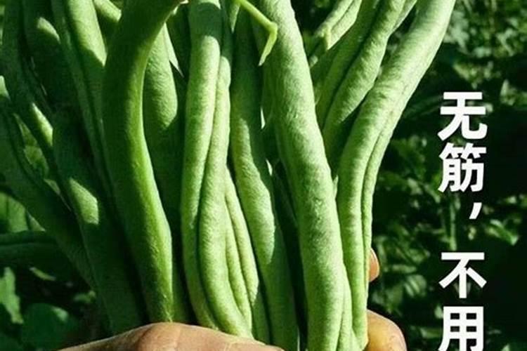 大叶黄杨施肥技术有什么细节？