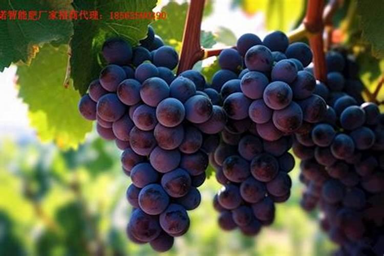 巨峰葡萄追施什么肥料好？巨峰葡萄喷什么叶面肥结果多？巨峰葡萄叶面肥用...