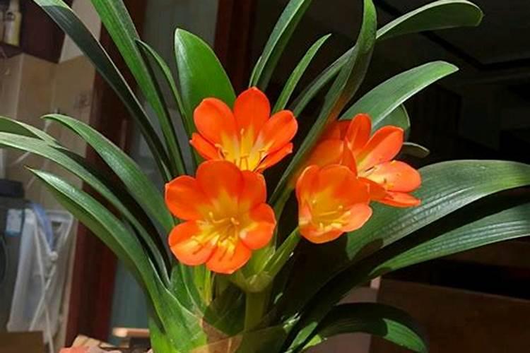 立秋后君子兰施什么肥