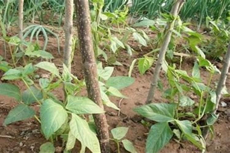 豇豆在和玉米近处种植.防治灭草剂豇豆影响产量吗