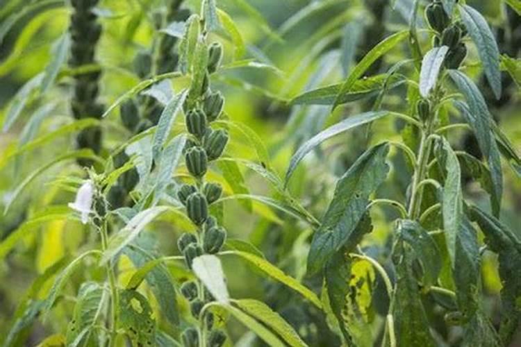 芝麻花期用什么叶面肥较好