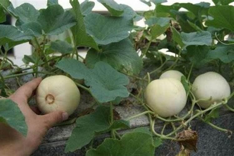 快要成熟的香瓜烂底怎么防治