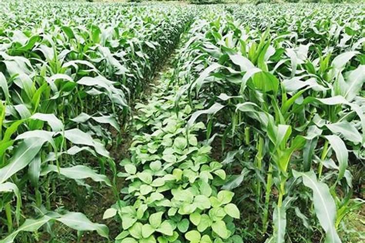 玉米灌浆期打什么叶面肥