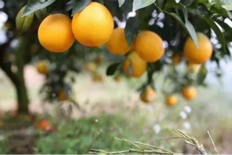 橘子树用什么肥料最好？橘子树施肥方法和注意事项