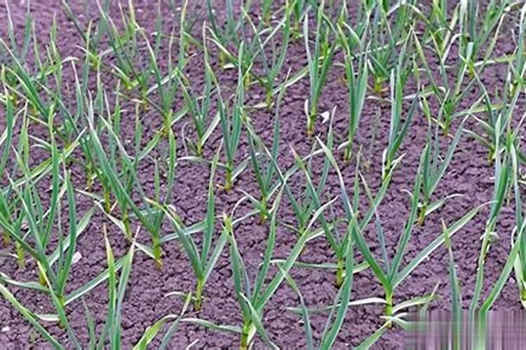 大蒜抽苔后冲施什么肥料好