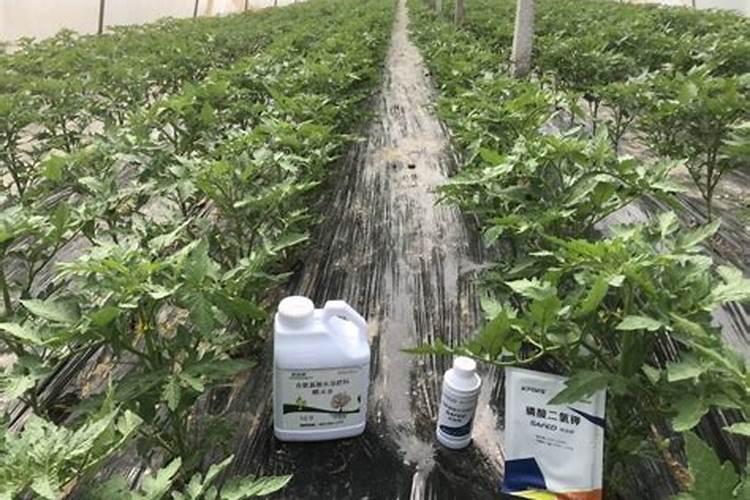 温室大棚西红柿种植和管理技术