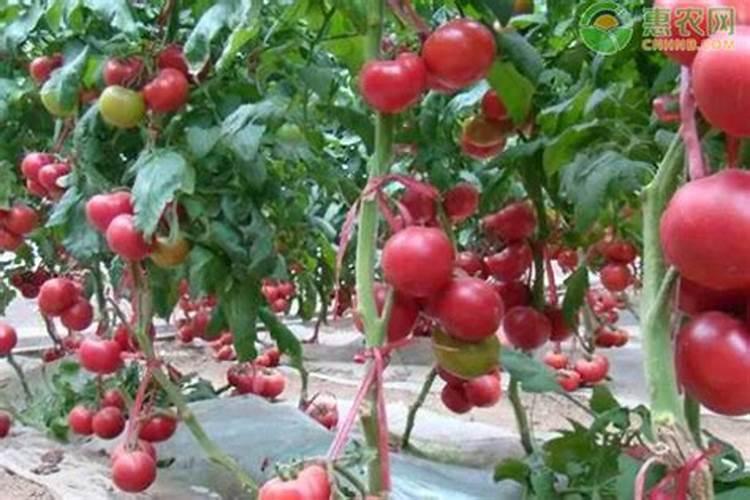 无核沙糖桔的种植技术