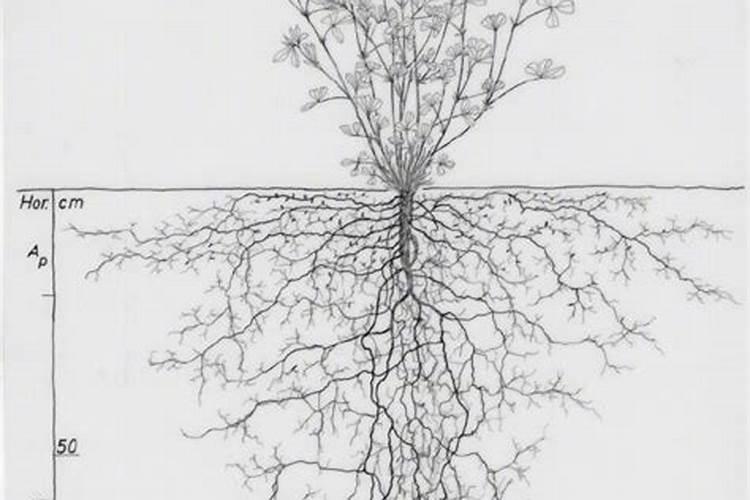水稻生根叶面肥有哪些品种
