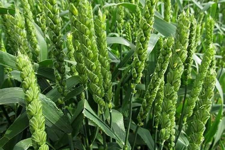 旱地小麦磷多了好还是氮肥多了好