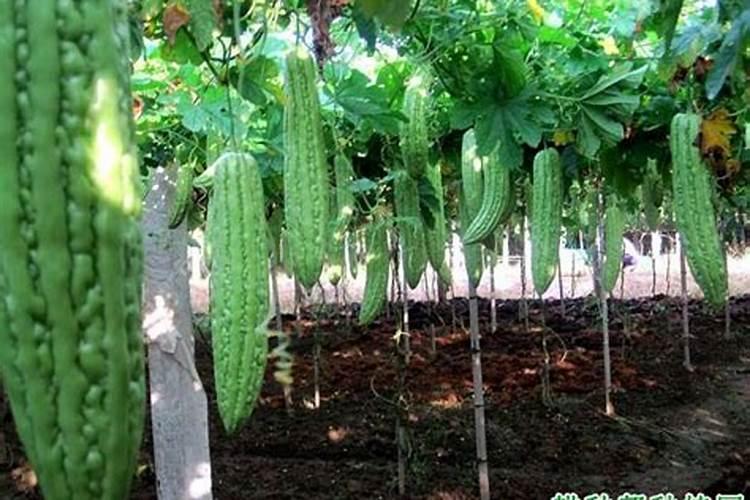 苦瓜怎样进行平衡施肥？