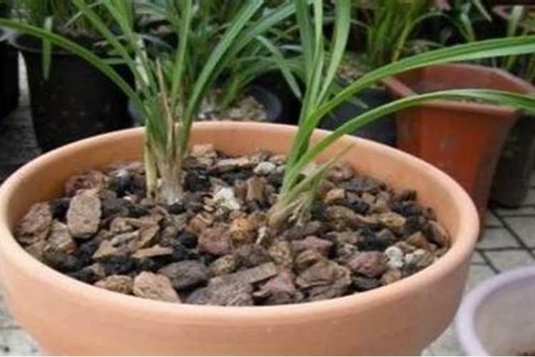 请教树皮颗粒兰花土的配制