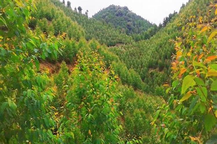 桉树放什么肥长得快粗壮