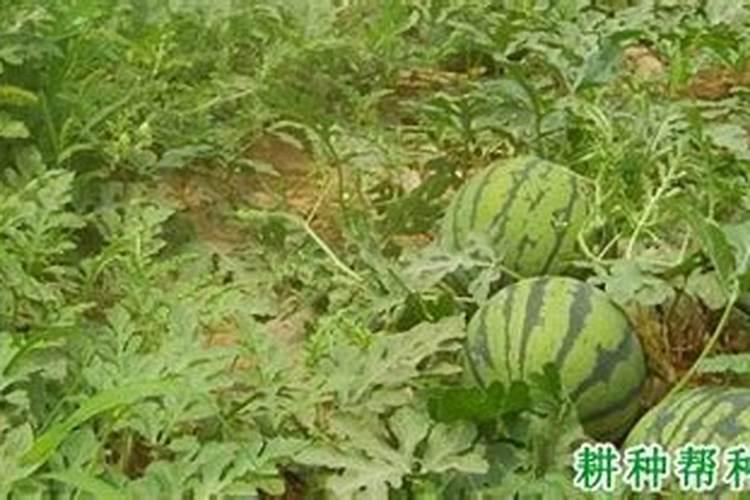 水溶肥冲上几天见效