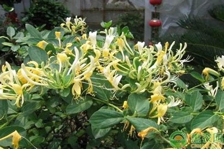 金银花施什么肥最好